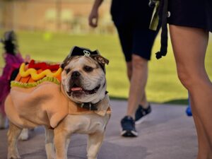 a dog in a hot dog costume at the dog park at desert mountain club