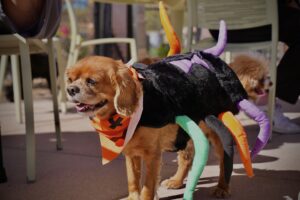 a dog in a spider costume at the dog park at desert mountain club