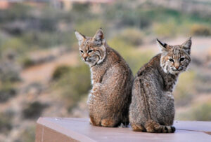 two bobcats sitting and looking back at the camera at desert mountain club