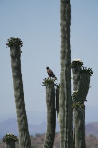 a hawk perched on top of a saguaro at desert mountain club