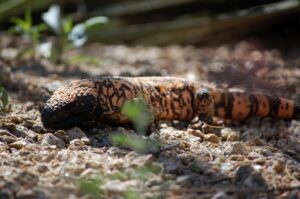 a gila monster basking in the desert terrain at desert mountain club