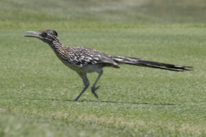 a roadrunner running across a golf course at desert mountain club