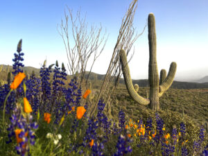 close up of desert foliage showing purple and orange flowers in the foreground and a saguaro cactus standing tall in the background