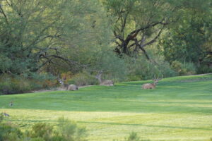 a small herd of deer lounging on a golf course at desert mountain club