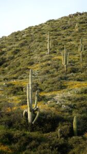 on a sonoran desert outdoor adventure you can take at desert mountain, you can come across tall saguaro cacti and many native wildlife
