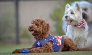 one golden doodle and another white dog laying on the ground during a 4th of july dog event
