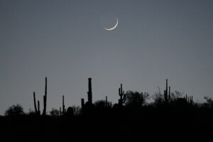 silhouette of desert cacti and trees at dusk with quarter moon overhead